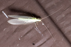 Chrysopa quadripunctata