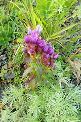 Gentianella auriculata