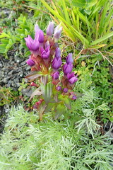 Gentianella auriculata