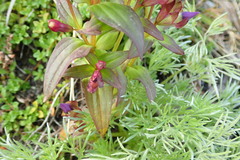Gentianella auriculata