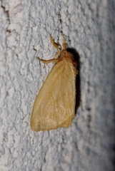 Euproctis subalba