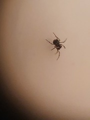 Microdipoena jobi
