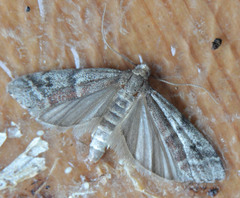 Ephestia elutella