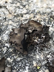 Umbilicaria polyphylla