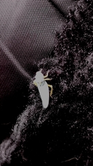 Graphocephala atropunctata