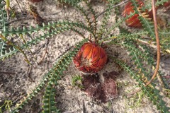 Banksia obtusa