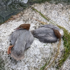 Mergus merganser
