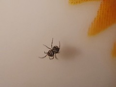 Microdipoena jobi