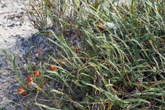 Banksia obtusa