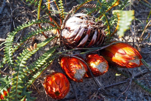 Shining Honeypot (Banksia obtusa) · iNaturalist United Kingdom