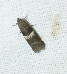 Elegia similella