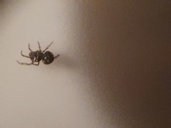 Microdipoena jobi