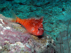 Cyprinocirrhites polyactis