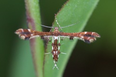 Geina tenuidactylus