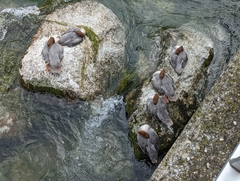 Mergus merganser