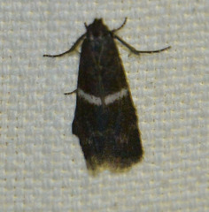 Elegia similella