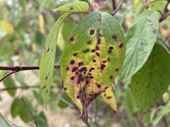 Sphaerulina cornicola