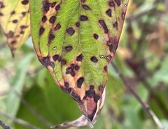 Sphaerulina cornicola