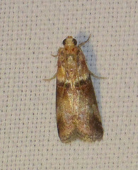 Acrobasis tumidana