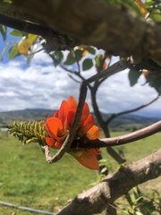 Erythrina edulis