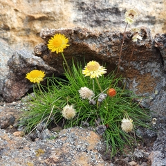 Leucochrysum graminifolium