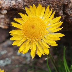 Leucochrysum graminifolium
