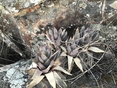 Vriesea diamantinensis