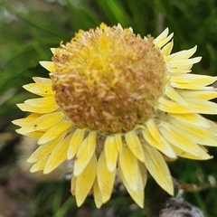 Leucochrysum graminifolium