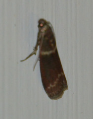 Cryptoblabes bistriga