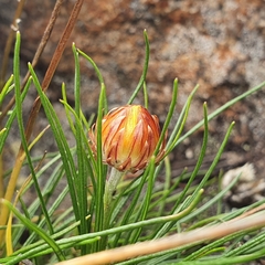 Leucochrysum graminifolium