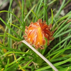 Leucochrysum graminifolium