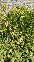 Apium graveolens rapaceum