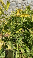 Apium graveolens rapaceum