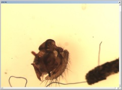 Centromerus cavernarum