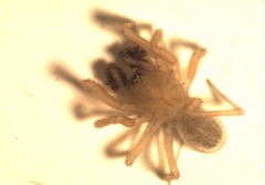 Centromerus cavernarum