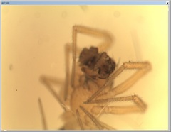 Centromerus cavernarum