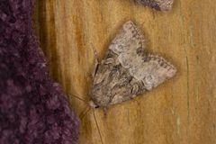 Mesoligia furuncula