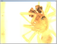 Centromerus cavernarum