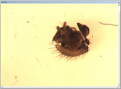 Centromerus cavernarum