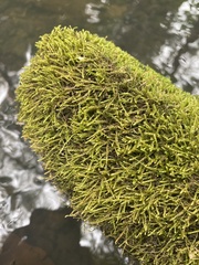 Hygroamblystegium