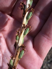 Platanthera elongata