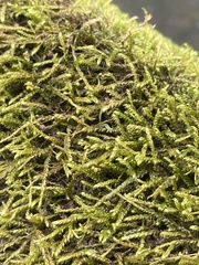 Hygroamblystegium