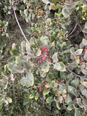 Rhamnus pirifolia