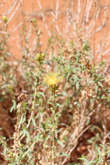 Chrysothamnus stylosus