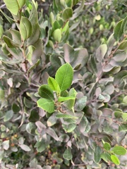 Rhamnus pirifolia