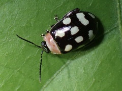 Alagoasa bipunctata