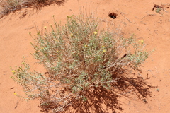 Chrysothamnus stylosus