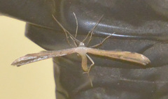 Stenoptilia pterodactyla