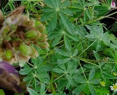 Macrosiphum albifrons