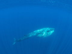 Balaenoptera omurai